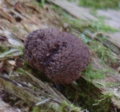 Tubifera