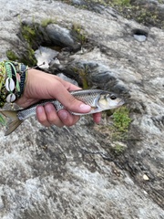 Semotilus corporalis