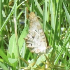 Anartia jatrophae