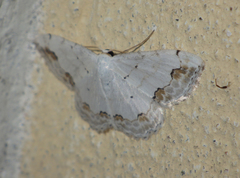 Scopula ornata