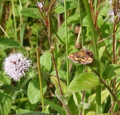 Pyrausta aurata