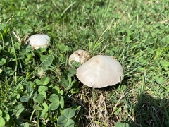 Agaricus arvensis