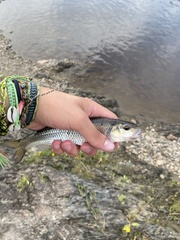 Semotilus corporalis