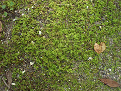Thuidium