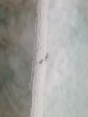 Tapinoma melanocephalum