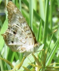Anartia jatrophae