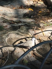 Streptopelia decaocto