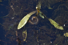 Planorbella trivolvis