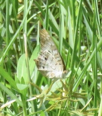 Anartia jatrophae