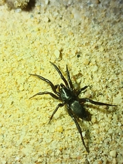 Zelotes