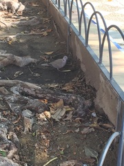 Streptopelia decaocto