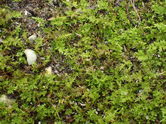 Thuidium