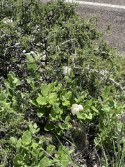 Mandevilla macrosiphon