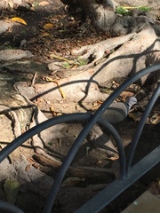 Streptopelia decaocto