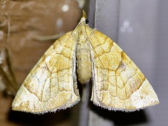 Eulithis diversilineata