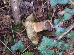Boletus aereus