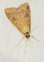 Udea ferrugalis