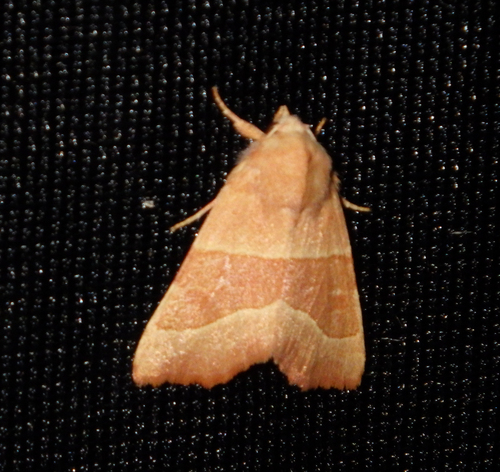 Centre-barred Sallow