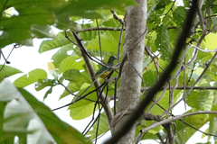 Ptilinopus coronulatus