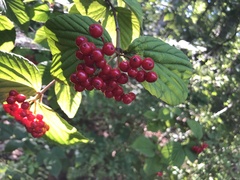Viburnum