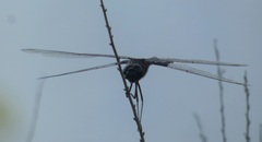 Tramea lacerata