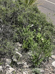 Mandevilla macrosiphon