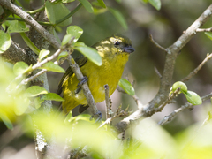 Euphonia laniirostris