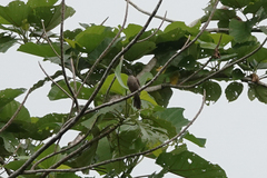 Pycnopygius stictocephalus