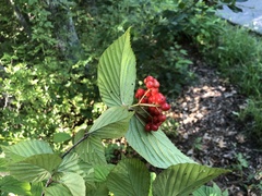Viburnum