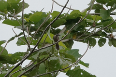 Pycnopygius stictocephalus