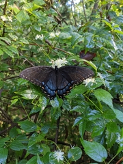 Papilio glaucus