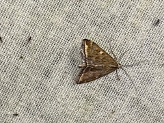 Loxostege sticticalis