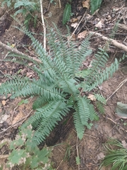 Polystichum acrostichoides
