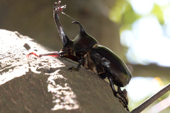 Trypoxylus dichotomus