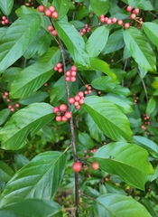 Frangula caroliniana
