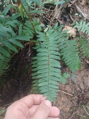 Polystichum acrostichoides