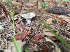 Russula amoenolens