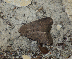 Caradrina flavirena
