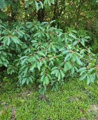 Frangula caroliniana