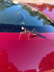 Stagmomantis carolina