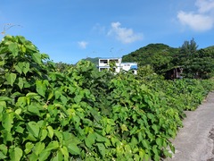 Acalypha grandibracteata
