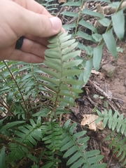 Polystichum acrostichoides