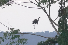 Ardea sumatrana