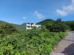 Acalypha grandibracteata