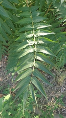 Ailanthus altissima