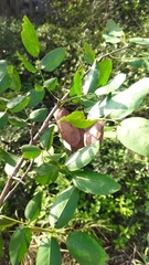 Platymiscium pinnatum