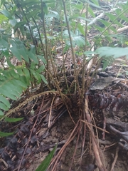 Polystichum acrostichoides