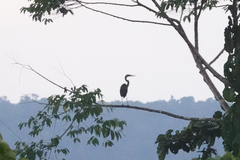 Ardea sumatrana