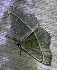 Campaea margaritaria