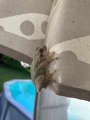 Hyla chrysoscelis